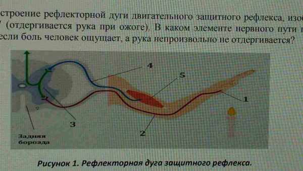 Про поєднувально-рефлекторну терапію