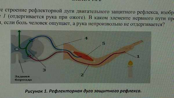 Сполучні рефлекси (Бехтерьов)