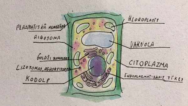 Клітина, діним і квіти - які сорочки життєво необхідні цієї весни