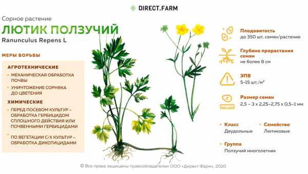 Опис і характеристика наклепу повзучого