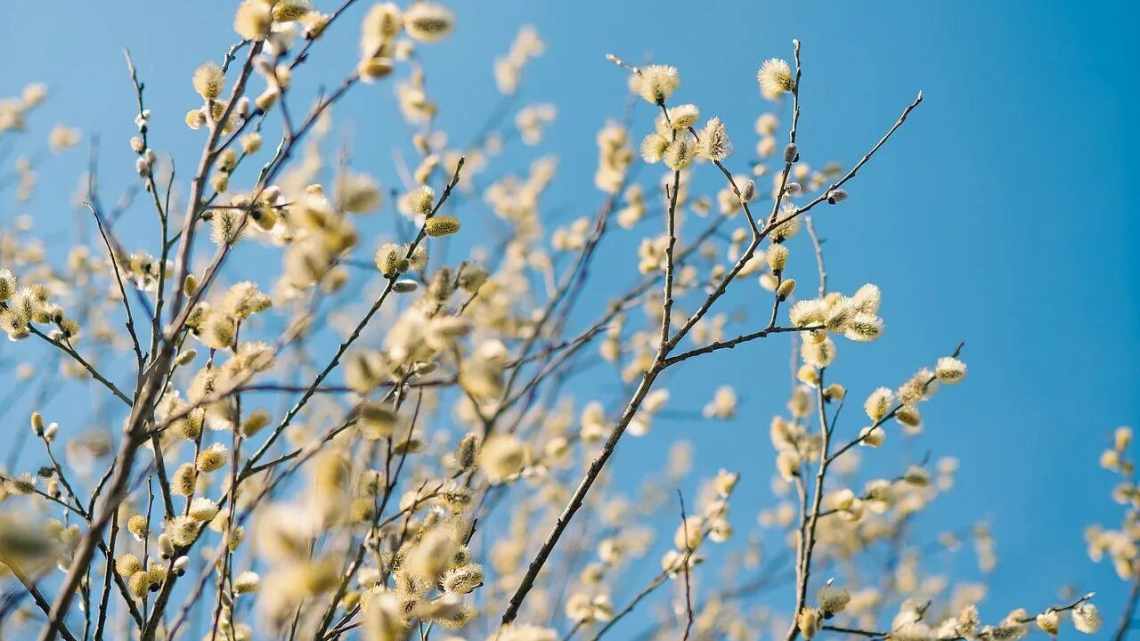 Прикмети 6 Лютого: сьогодні можна дізнатися яка буде весна