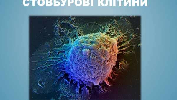 Стовбурові клітини «скасували» старість у мишей