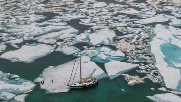 Відсутність морського льоду підвищила успіх розмноження у пінгвінів Аделі в Східній Антарктиді