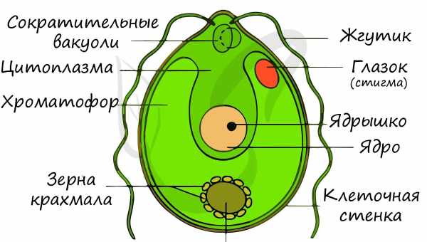 Включення гена допомогло «переконати» клітини перетворюватися на ракові