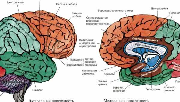 Решта півкулі мозку обросла міцними функціональними зв'язками