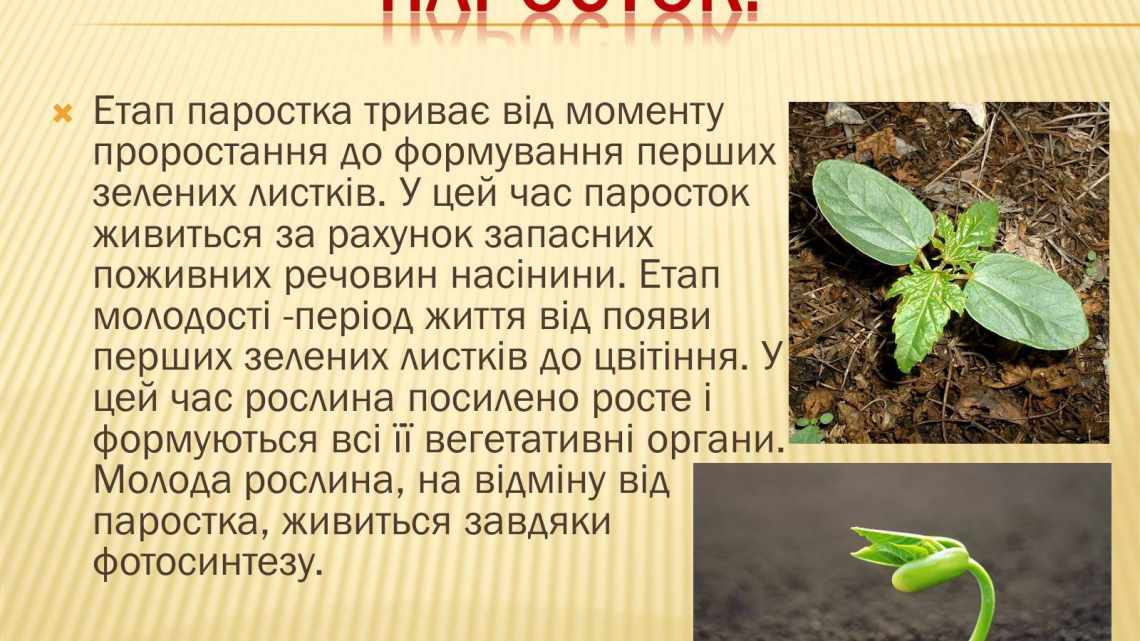 Легкий початок, посильні етапи