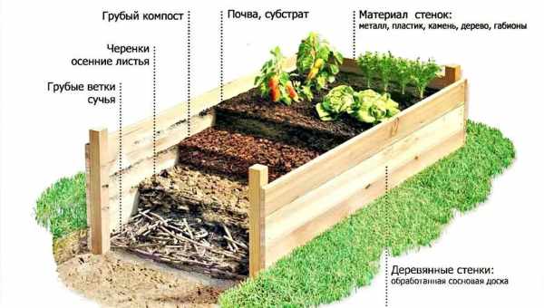 Як правильно розпланувати посадку дерев у саду - таблиця інтервалів для популярних плодових культур