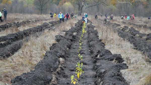 10 кроків до вдалого пікірування саджанців - як робити правильно