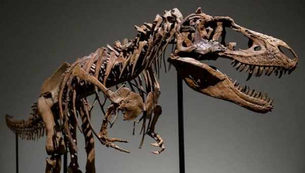 У Китаї знайдено скелет птаходібного динозавра