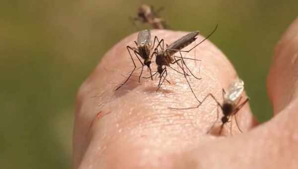 Як позбутися комарів на дачі без використання хімікатів
