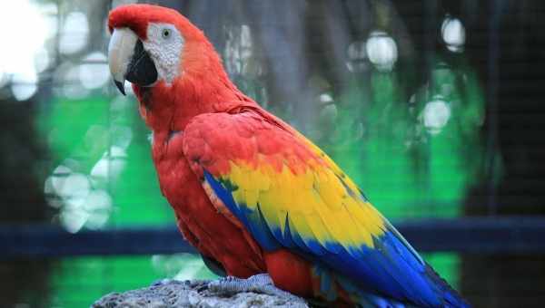 Навіщо бразильські папуги їдять цеглини: пташині дивини