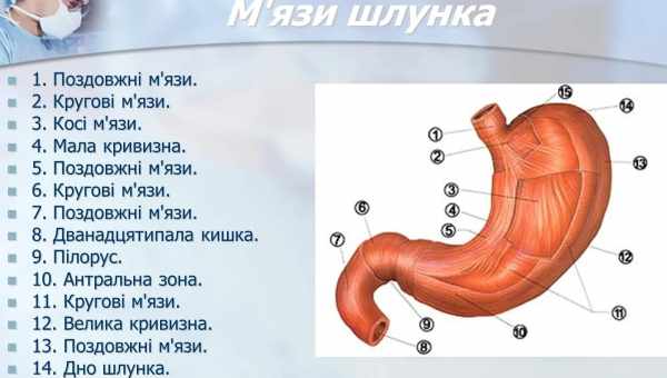 Штучний шлунок допоміг розрахувати гідродинаміку перетравлення їжі