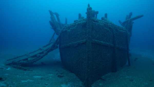 Біологи розгадали таємницю родича морського коника