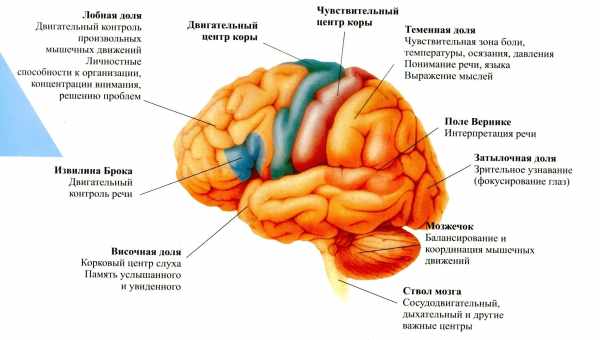 Префронтальна і задня теменна кора доповнили соматосенсорну систему мозку