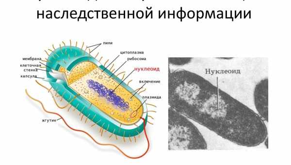 Ворсинки бактерій дозволили зробити штучний нейрон, який працює від біотоку