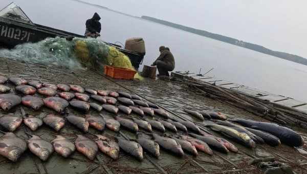 У міру виснаження рибних запасів дельфіни почали красти рибу у рибалок