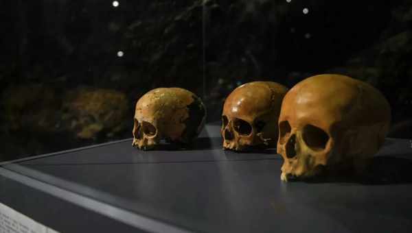 П'ясткові кістки Homo naledi зайняли проміжне місце між людьми і австралопітеками