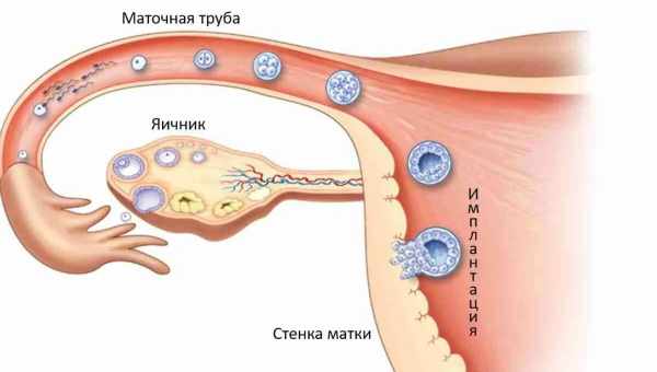 Штучні яєчники з людськими яйцеклітинами успішно протестували на мишах