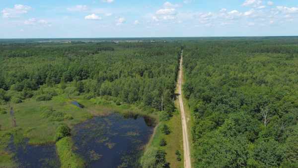 Зріст біомаси хвойного лісу відстежили за світінням хлорофілу