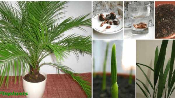 Як виростити фінікову пальму з кісточки в домашніх умовах? Поради та рекомендації грамотного вирощування