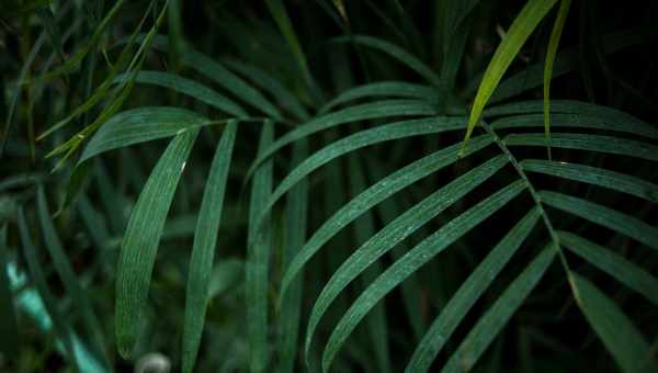 Невибаглива рослина фінікова пальма - популярні види та їхні особливості