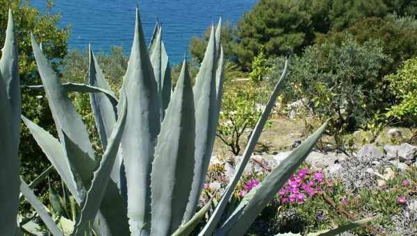 Блакитна Агава - фото найпопулярнішої рослини Мексики