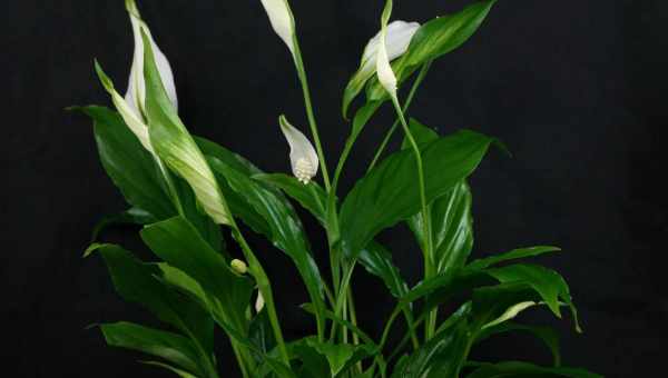 Характеристика невибагливої рослини - Спатіфіллума Уолліса. Як розмножувати і доглядати квітку?