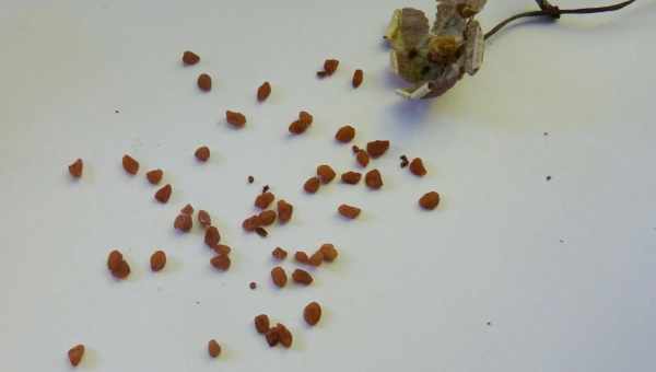Суміші насіння «Цикламен Мікс»: популярні сорти, як їх посадити і догляд за рослинами