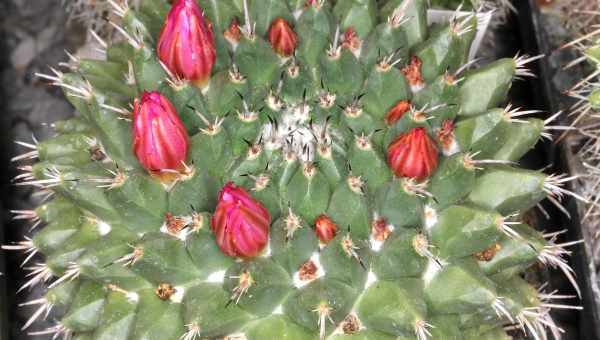 Опис і особливості квітки Мамільярія грациліс. Вирощування і відхід