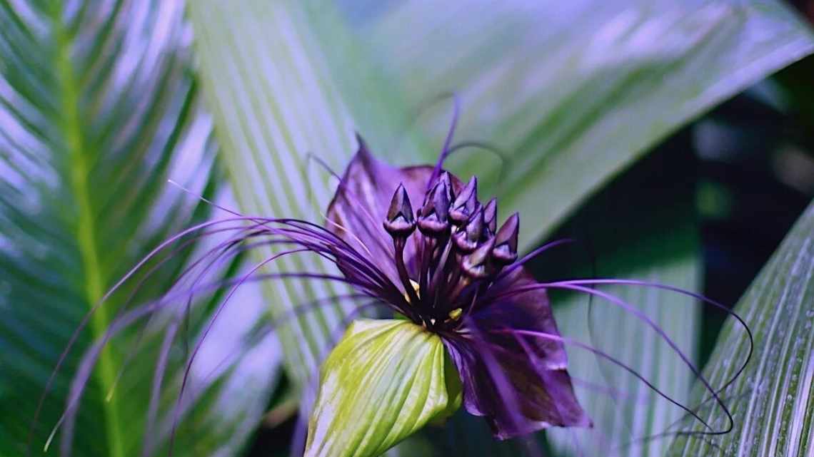 Екзотична квітка Такка шантр'є або чорна лілія: легендарна краса