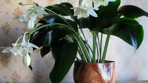 Еухаріс (Амазонська лілія) не цвіте, а також інші проблеми невибагливої рослини