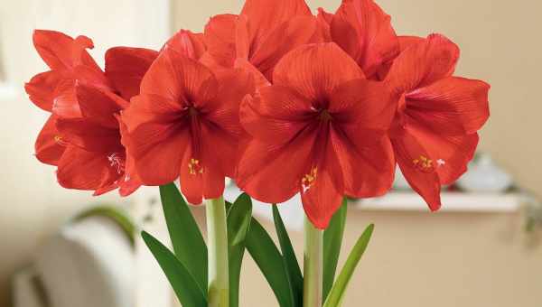 Цвітіння Гіппеаструма: чому не цвіте гіппеаструм, що робити? Період спокою і відхід після цвітіння