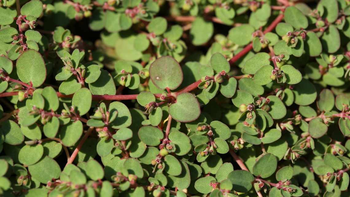 Характеристика і опис молочая зубчастого або Euphorbia dentata Michx. Відхід і способи розмноження