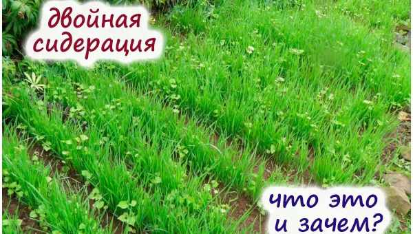 Оксамити як сидерат - що варто знати, перш ніж використовувати квіти