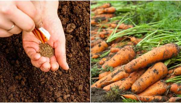 👨🌾 7 видів мульчування у відкритому ґрунті та правила його проведення