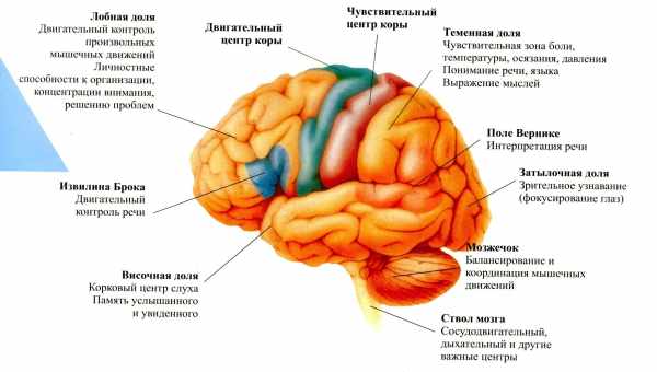 Мозок людей з дислексією гірше адаптується до мінливих сигналів