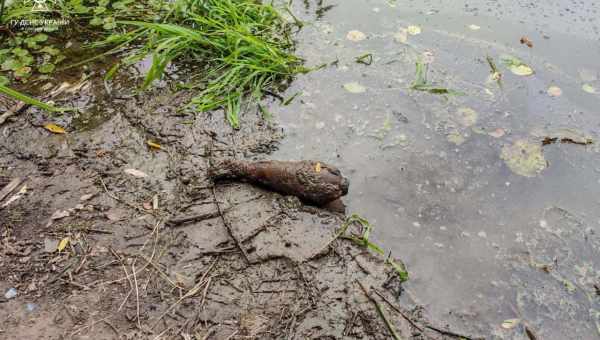 Виявлено поліморфізм, здатний захистити від «хвороб старіння»