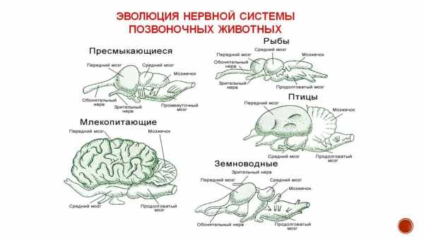 Нове дослідження еволюції мозку ссавців